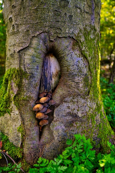 棕色的树干的蘑菇
